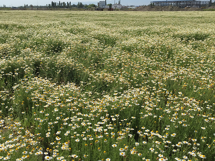 CHAMOMILE ROMAN