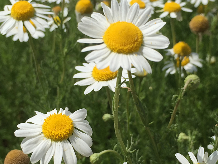 CHAMOMILE ROMAN