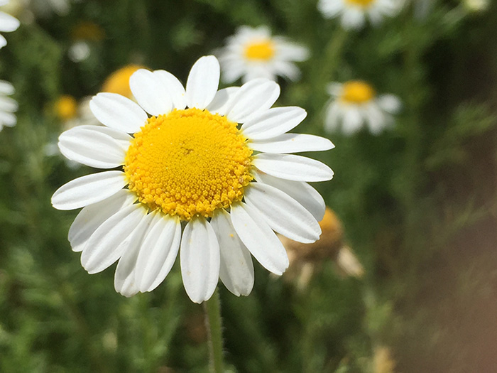 CHAMOMILE ROMAN