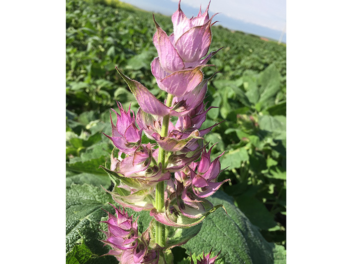CLARY SAGE