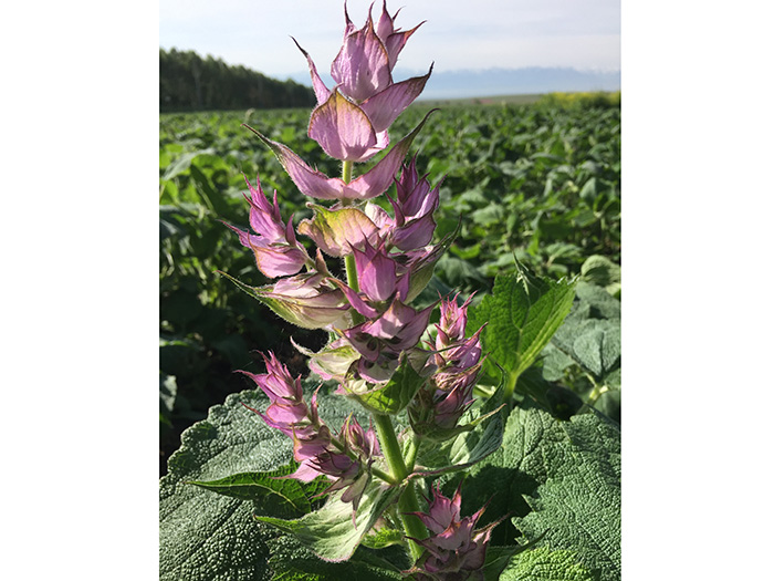 CLARY SAGE