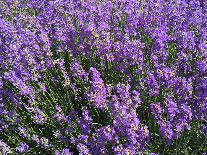 LAVENDER