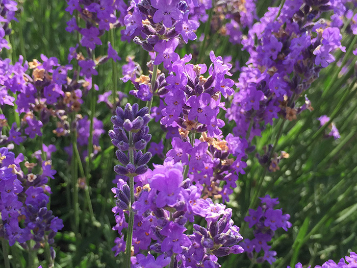 LAVENDER
