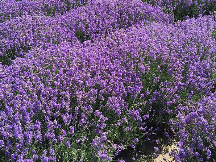 LAVENDER
