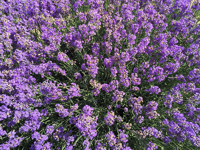 LAVENDER
