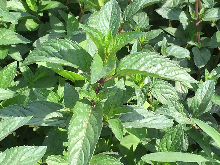 PEPPERMINT PIPERITA