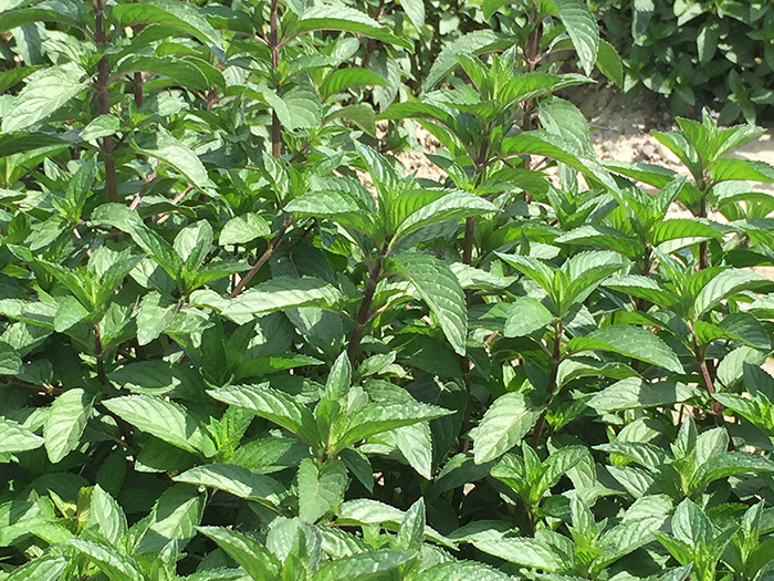 PEPPERMINT PIPERITA